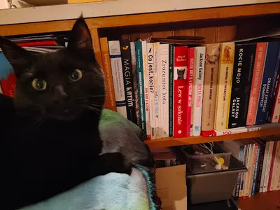 Julia - Kocia Behawiorystka